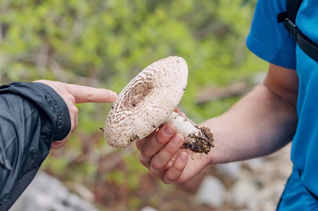 Cogliere funghi commestibili e funghi nel bosco