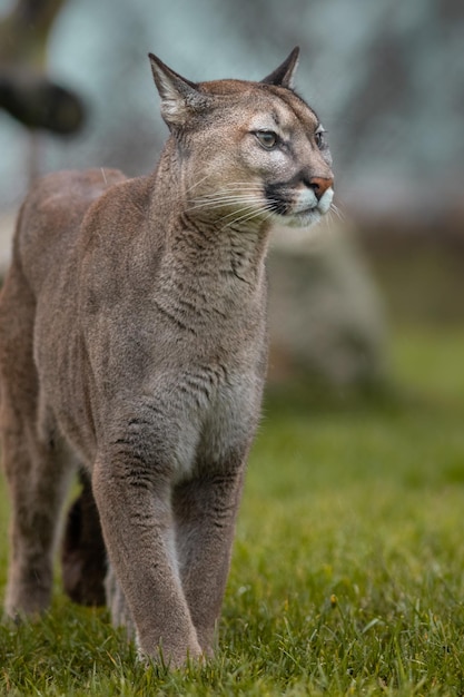 Coguaro