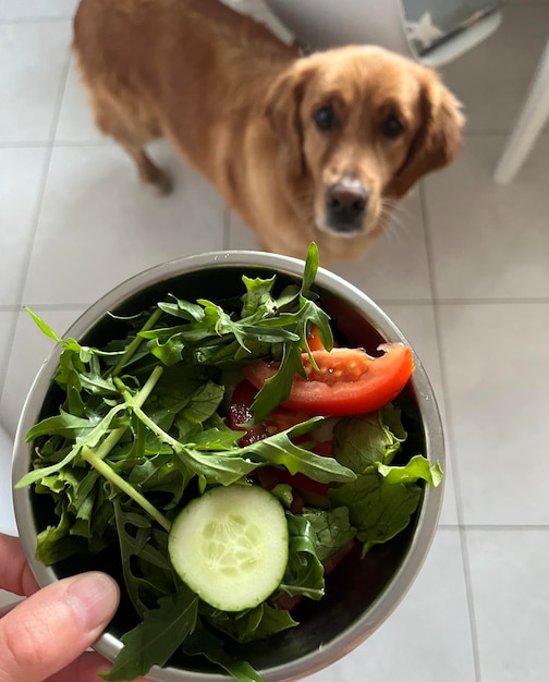 colazione dei campioni Cibo per cani sano per cani vegetariani