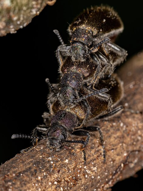 Coleotteri adulti della specie Lagria villosa accoppiamento