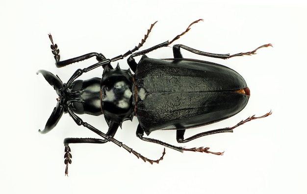 Coleotteri isolati su bianco. Scarabeo gigante longhorn con mascelle giganti Dorysthenes walkeri macro close up