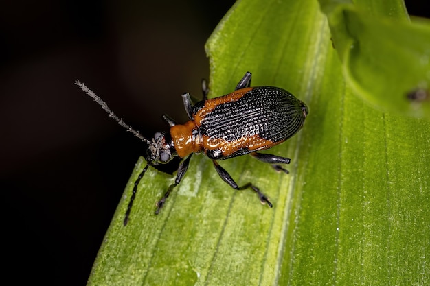 Coleottero adulto della famiglia Chrysomelidae