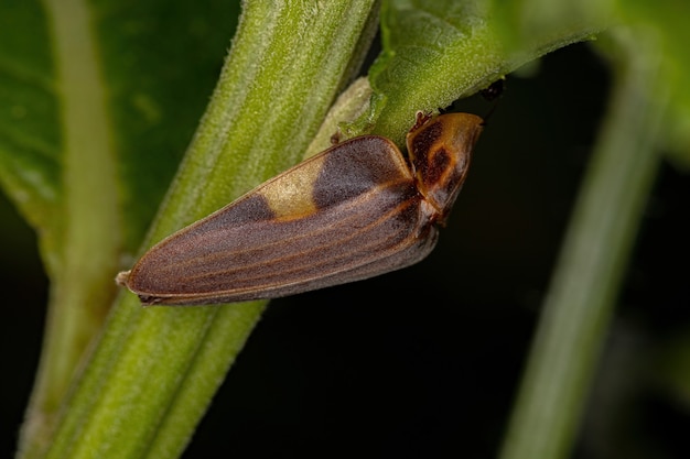 Coleottero adulto della specie Aspisoma lineatum