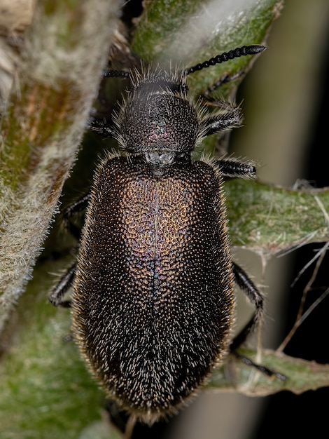 Coleottero adulto della specie Lagria villosa