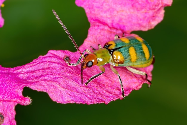 Coleottero brasiliano della specie Diabrotica speciosa