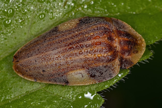 Coleottero lucciola adulto della specie Aspisoma lineatum