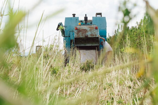 Colettore che raccoglie la raccolta nella piantagione di canapa