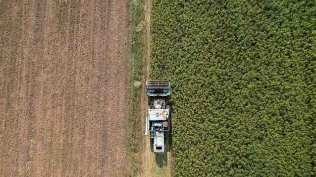 Colettore che raccoglie la raccolta nella piantagione di canapa