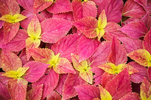 Coleus Bright Skullcaplike, Coleus Blumei