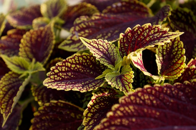 Coleus in un letto di fiori che cresce piante in parkahna sul davanzale della finestra