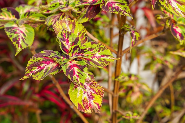 Coleus scutellarioides comunemente conosciuto come coleus