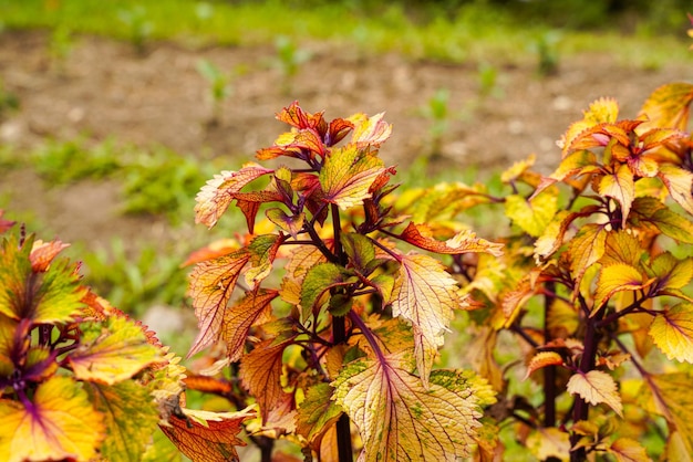 Coleus scutellarioides comunemente conosciuto come coleus