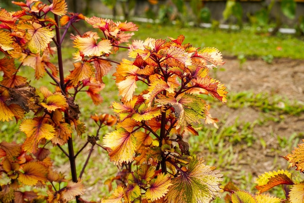 Coleus scutellarioides comunemente conosciuto come coleus