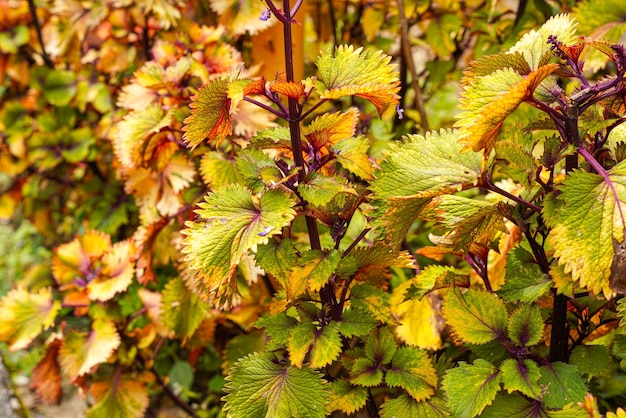 Coleus scutellarioides comunemente conosciuto come coleus