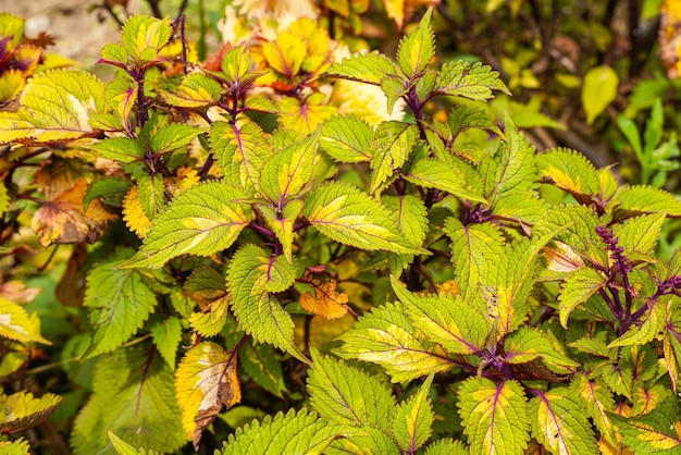 Coleus scutellarioides comunemente conosciuto come coleus