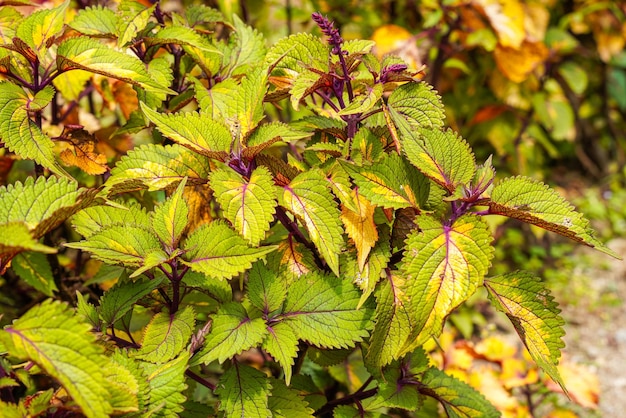 Coleus scutellarioides comunemente conosciuto come coleus