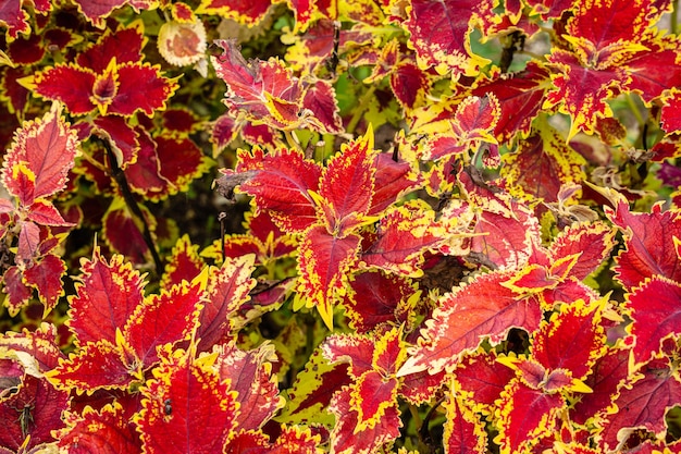 Coleus scutellarioides, comunemente noto come coleus