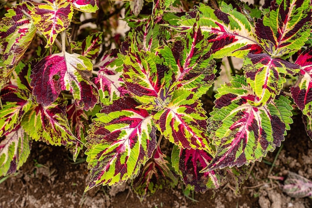 Coleus scutellarioides, comunemente noto come coleus