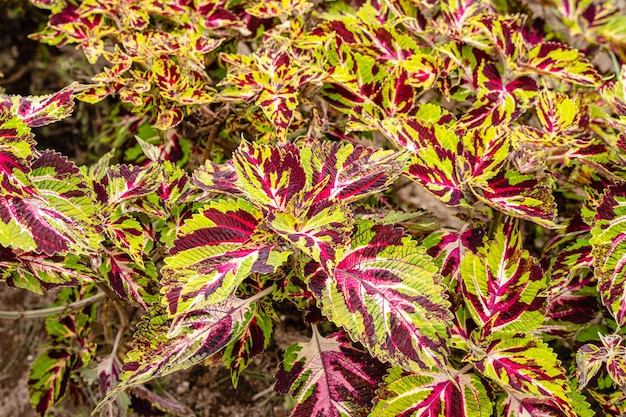 Coleus scutellarioides, comunemente noto come coleus