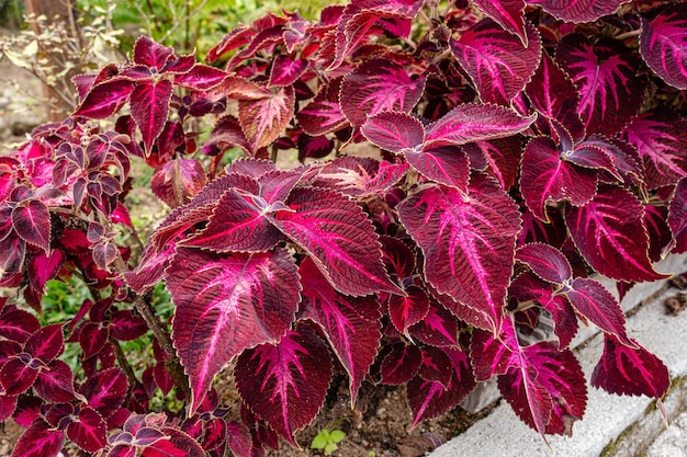 Coleus scutellarioides, comunemente noto come coleus