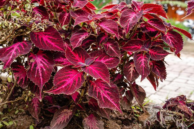 Coleus scutellarioides, comunemente noto come coleus