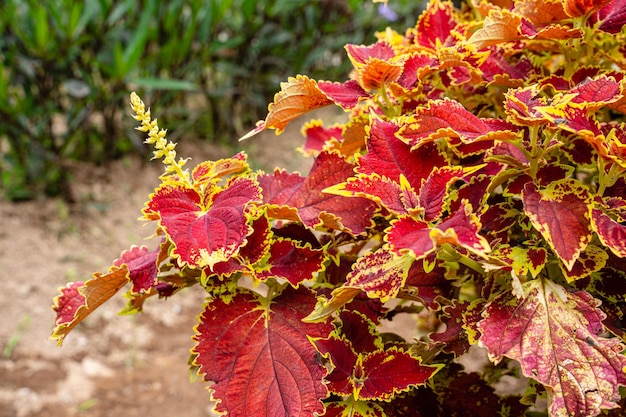 Coleus scutellarioides, comunemente noto come coleus