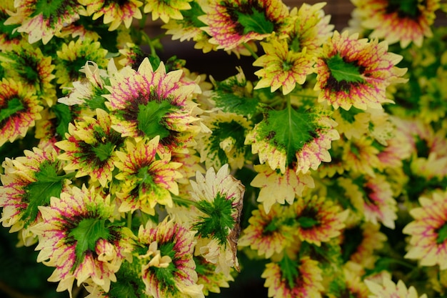 Coleus scutellarioides, o coleus, è una specie di pianta da fiore della famiglia delle Lamiaceae. miana