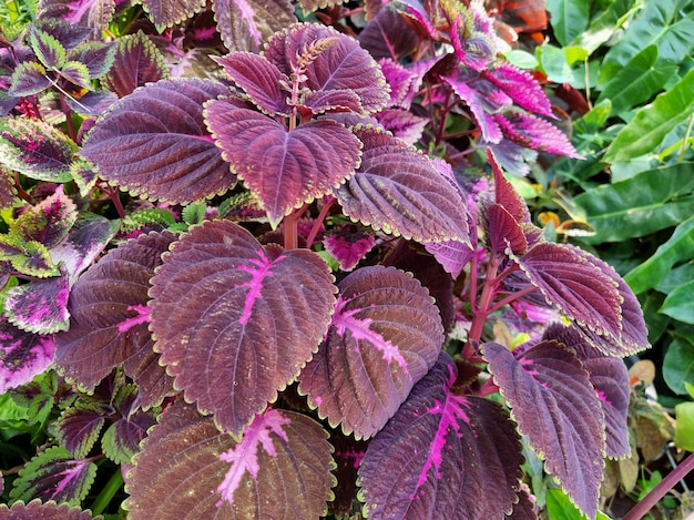 Coleus Scutellarioides o Ortica dipinta in giardino