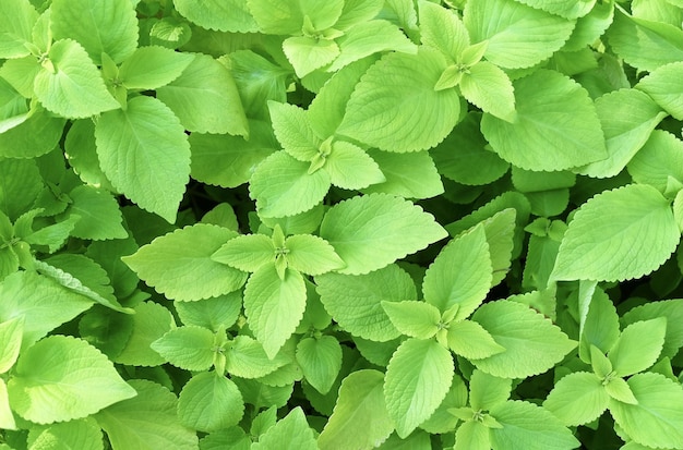 Coleus verde o piante di ortica dipinta