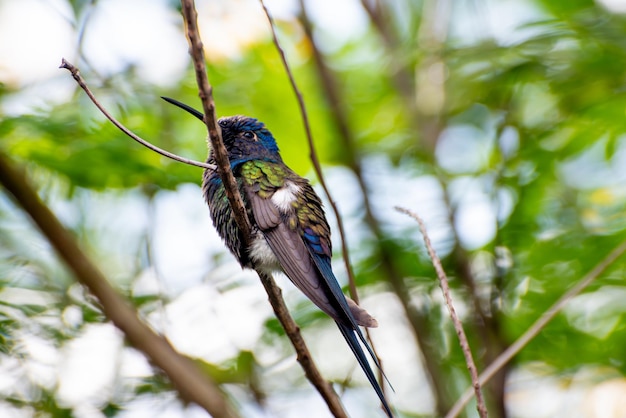 Colibrì bellissimi dettagli di un bellissimo colibrì appoggiato su un ramo luce naturale messa a fuoco selettiva