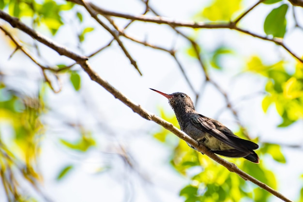 Colibrì bellissimo colibrì che riposa per nutrirsi di nuovo messa a fuoco selettiva della luce naturale
