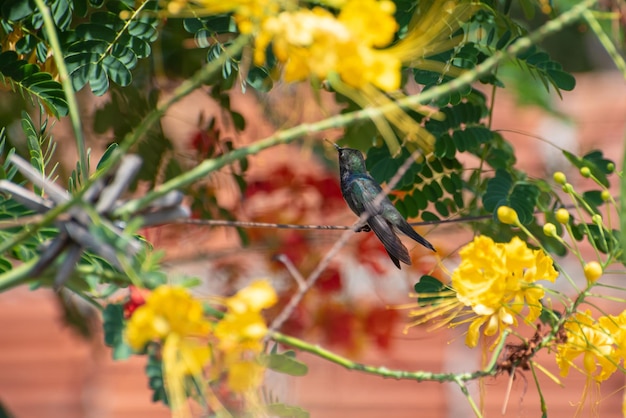 Colibrì bellissimo colibrì che riposa per nutrirsi di nuovo messa a fuoco selettiva della luce naturale