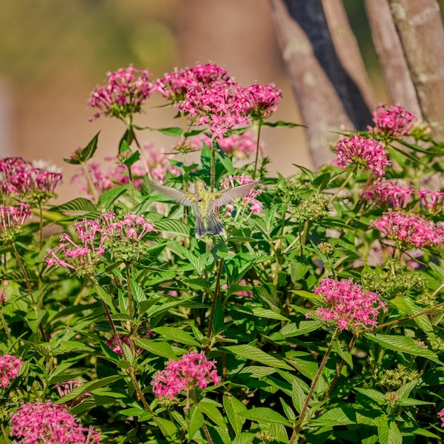 Colibrì che vola tra alcuni cespugli che si nutrono di fiori viola catturati congelati a mezz'aria