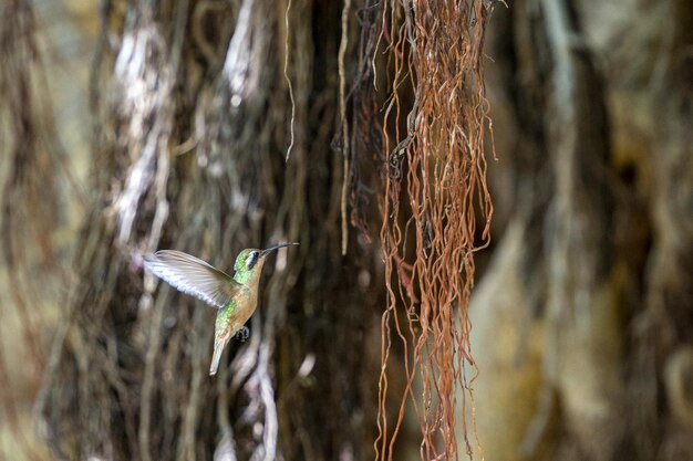 Colibrì che vola vicino a un albero