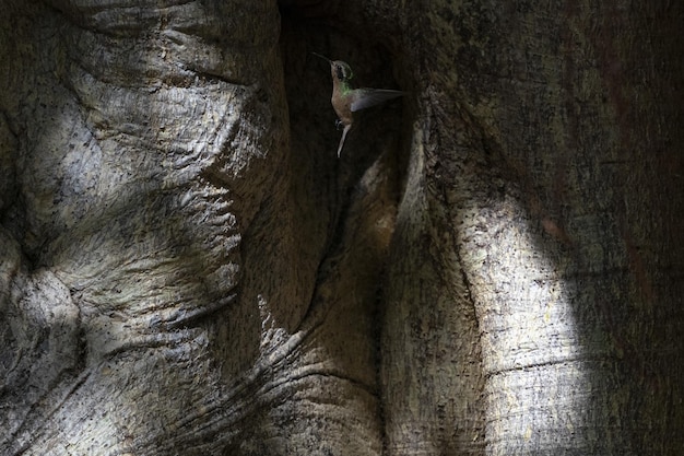 Colibrì che vola vicino a un albero