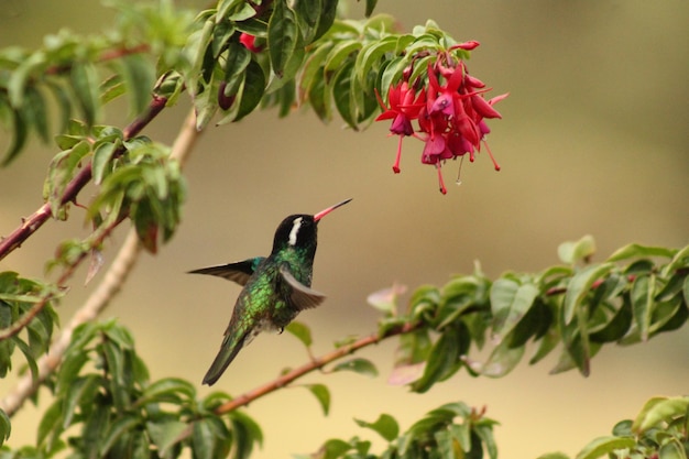 Colibrì Colibrì