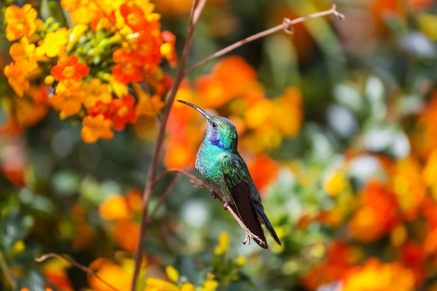 Colibrì colorato in Costa Rica, America centrale