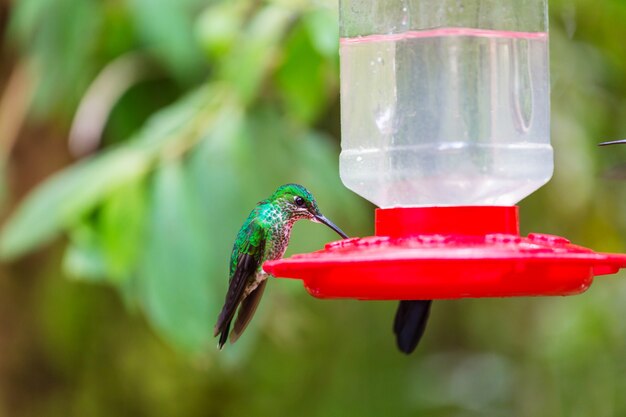 Colibrì colorato in Costa Rica, America centrale