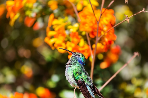 Colibrì colorato in Costa Rica, America centrale