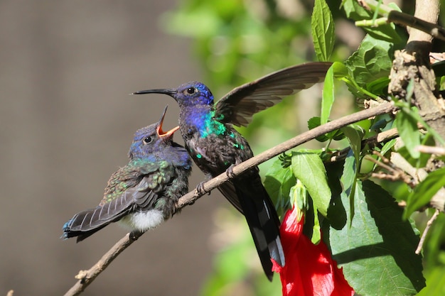 Colibrì dell'uccello che alimenta il suo pulcino.