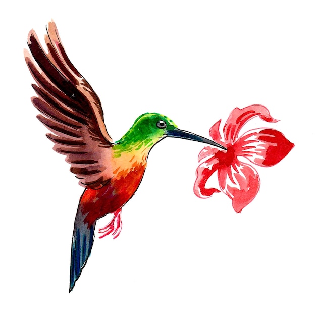 Colibrì e fiore di ibisco. Disegno a china e acquerello