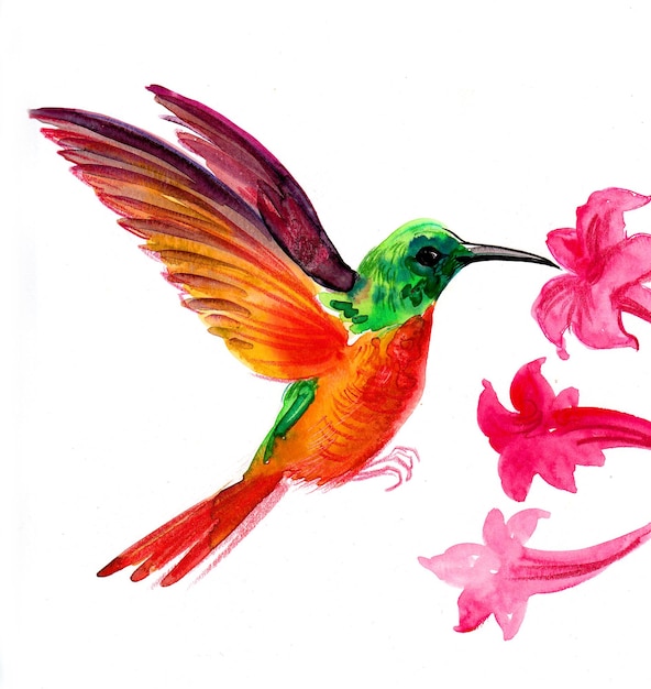 Colibrì e fiori che sbocciano. Disegno a china e acquerello