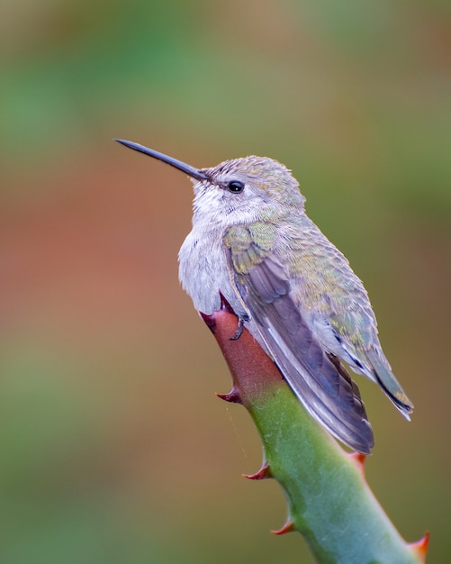 Colibrì femmina arroccato sulla punta di una pianta di agave