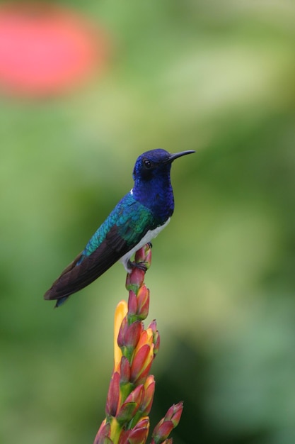 Colibrì su fiori d'arancia