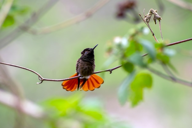 colibrì su un ramo