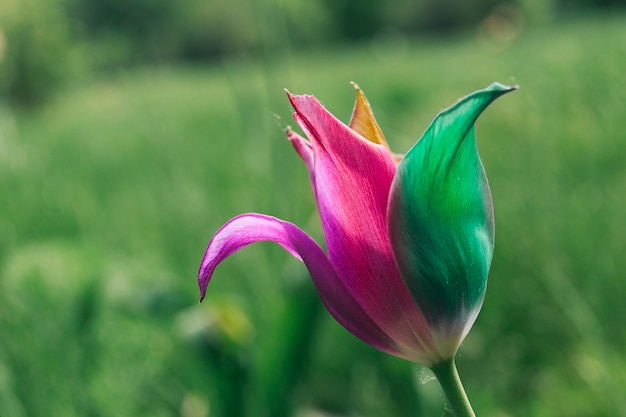 Collage di fiori con petali multicolori