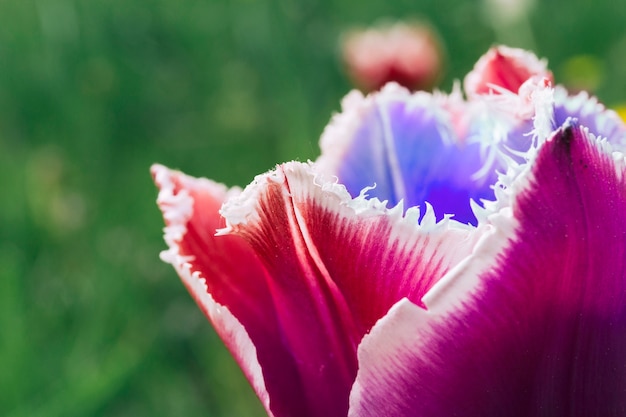 Collage di fiori con petali multicolori