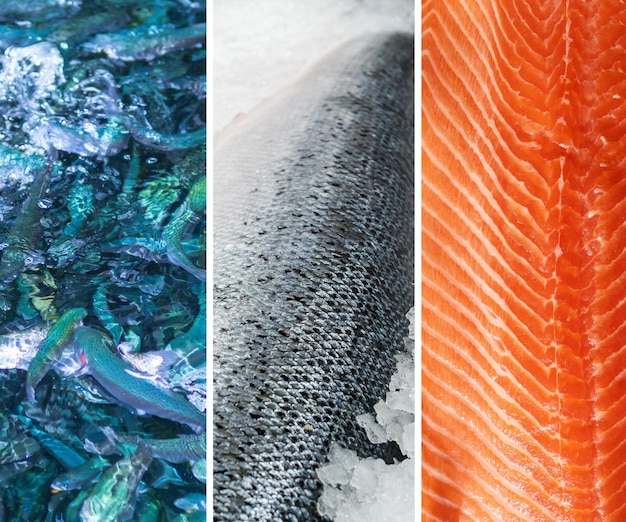 Collage di pesce fresco trota salmonata Vendita di pesce fresco Assortimento di salmone formato quadrato