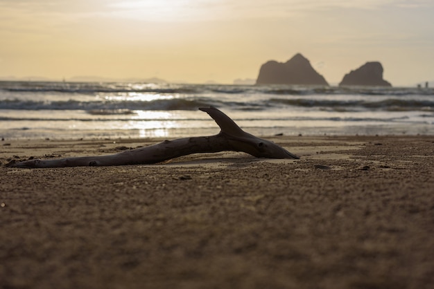 Collegamento morto dell'albero una spiaggia sabbiosa con il fondo di tramonto