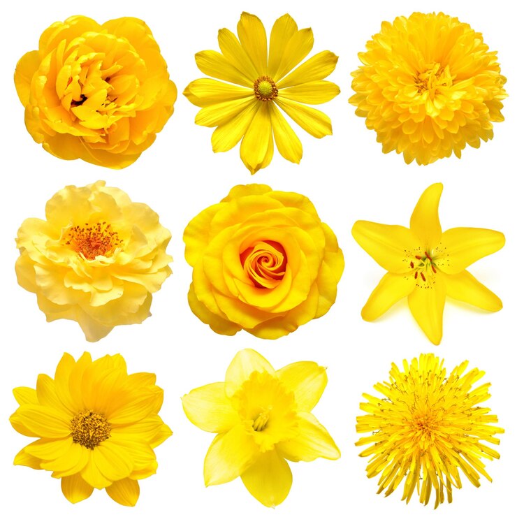 Collezione bella testa fiori gialli di adonis giglio dente di leone narcisi tulipano dahlia